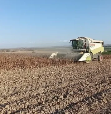 Mejora la calidad del girasol aunque los rendimientos no alcanzan las expectativas girasol