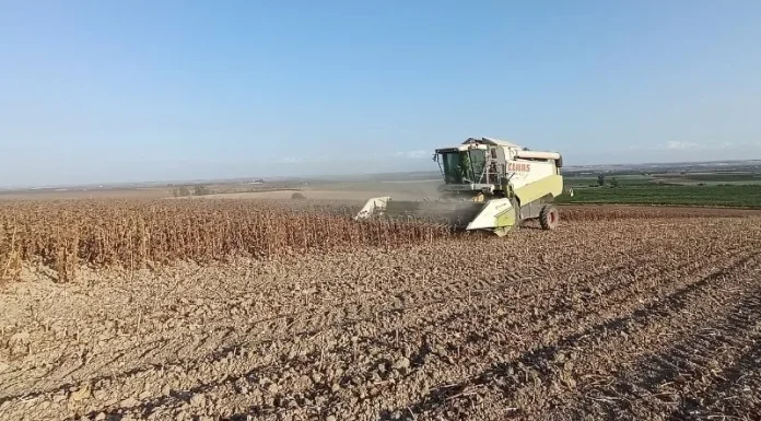 Mejora la calidad del girasol aunque los rendimientos no alcanzan las expectativas girasol