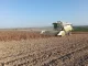 Mejora la calidad del girasol aunque los rendimientos no alcanzan las expectativas girasol