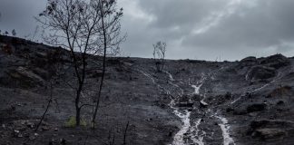 Pide que se gestionen las zonas incendiadas antes de que llueva para evitar el ‘chapapote del monte’ incendio