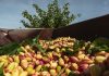 Conflicto abierto entre industria y organizaciones agrarias por el pistacho de Castilla-La Mancha pistachos