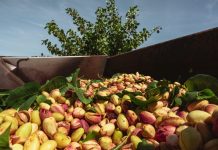 Agróptimum anuncia sus precios de apertura de la compra de pistacho para la campaña 2026