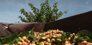 Agróptimum anuncia sus precios de apertura de la compra de pistacho para la campaña 2026