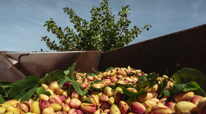 Agróptimum anuncia sus precios de apertura de la compra de pistacho para la campaña 2026