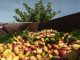 Conflicto abierto entre industria y organizaciones agrarias por el pistacho de Castilla-La Mancha pistachos