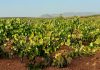 Ya se conocen los primeros precios de la uva para esta vendimia, y no gustan al sector uva de cava