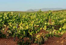 Ya se conocen los primeros precios de la uva para esta vendimia, y no gustan al sector uva de cava