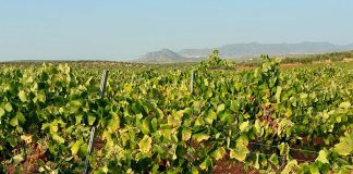 Ya se conocen los primeros precios de la uva para esta vendimia, y no gustan al sector uva de cava
