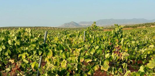 uva de cava