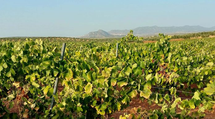 Ya se conocen los primeros precios de la uva para esta vendimia, y no gustan al sector uva de cava