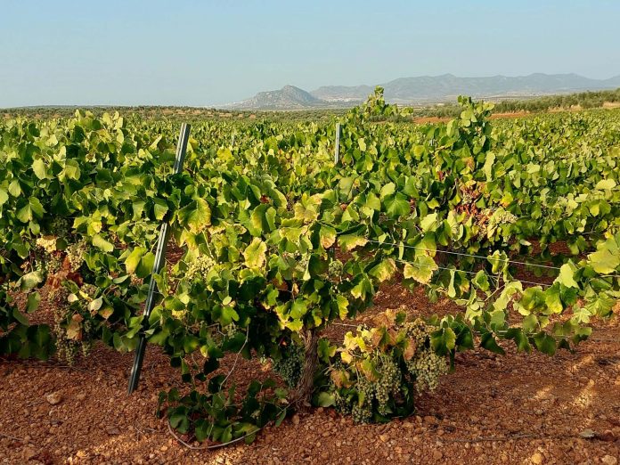 uva de cava uva de cava