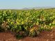 Ya se conocen los primeros precios de la uva para esta vendimia, y no gustan al sector uva de cava