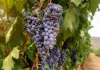 Enfrentamiento abierto entre agricultores y bodegas en Rioja por el precio de la uva uva Rioja