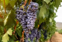 Enfrentamiento abierto entre agricultores y bodegas en Rioja por el precio de la uva uva Rioja