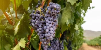Enfrentamiento abierto entre agricultores y bodegas en Rioja por el precio de la uva uva Rioja