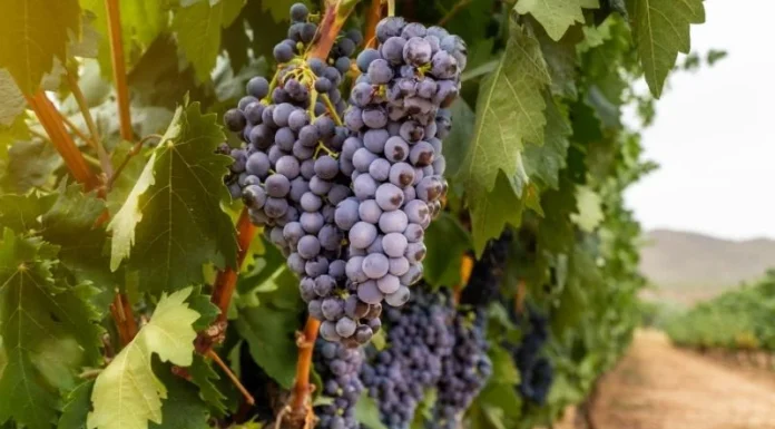 Enfrentamiento abierto entre agricultores y bodegas en Rioja por el precio de la uva uva Rioja