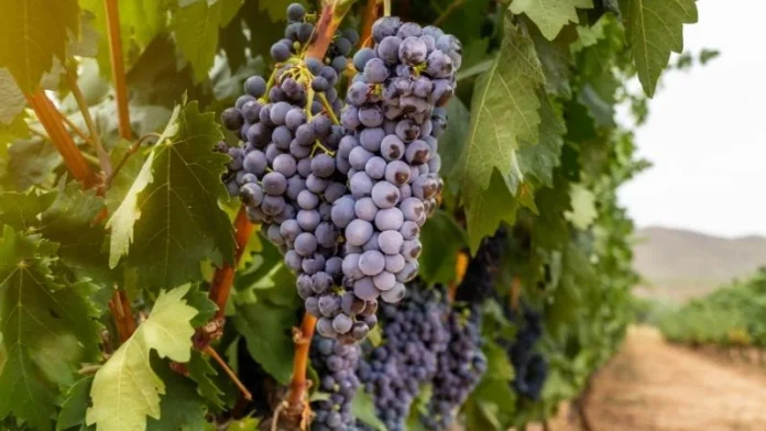 uva Rioja uva Rioja