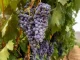 Enfrentamiento abierto entre agricultores y bodegas en Rioja por el precio de la uva uva Rioja