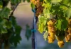 El calor hace mella en una exquisita uva andaluza uva moscatel