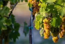 El calor hace mella en una exquisita uva andaluza uva moscatel