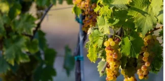 El calor hace mella en una exquisita uva andaluza uva moscatel