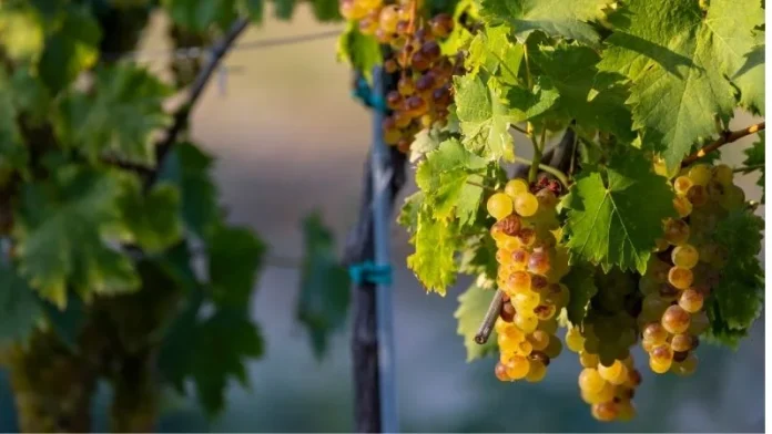 uva Moscatel uva moscatel