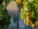 El calor hace mella en una exquisita uva andaluza uva moscatel