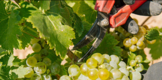 Ya hay precios para la uva en la zona de producción de Rueda (por debajo de costes de producción) uva de Rueda