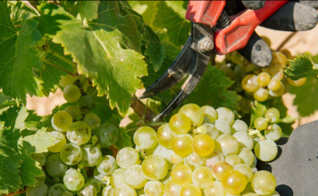 Ya hay precios para la uva en la zona de producción de Rueda (por debajo de costes de producción) uva de Rueda