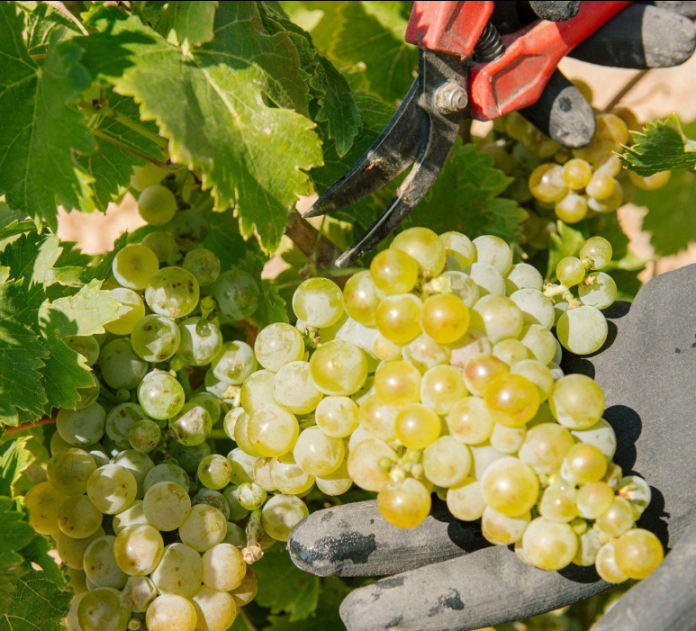 uva de Rueda