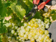 Ya hay precios para la uva en la zona de producción de Rueda (por debajo de costes de producción) uva de Rueda
