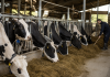 Unión de Uniones denuncia una situación económica cada vez peor en el vacuno de leche vacuno de leche