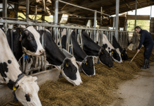Unión de Uniones denuncia una situación económica cada vez peor en el vacuno de leche vacuno de leche