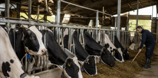 Unión de Uniones denuncia una situación económica cada vez peor en el vacuno de leche vacuno de leche