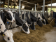 Unión de Uniones denuncia una situación económica cada vez peor en el vacuno de leche vacuno de leche