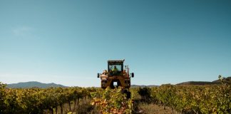 Otra Denominación de Origen adelanta su vendimia por el calor vendimia DO Navarra