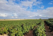 Reclama el cumplimiento de la Ley de la Cadena Alimentaria en una vendimia con bajas previsiones de cosecha viñedo