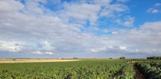 Reclama el cumplimiento de la Ley de la Cadena Alimentaria en una vendimia con bajas previsiones de cosecha viñedo