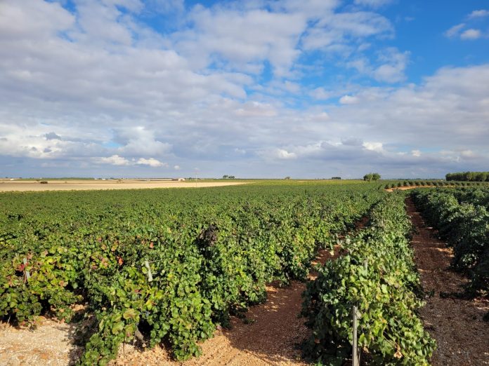 viñedo viñedo