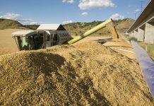 UPA pide a Competencia que investigue las prácticas de los comercializadores de cereal cereales