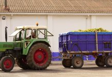La producción de la uva Airén determinará la cantidad de uva de la campaña en la DO La Mancha remolque de Airén