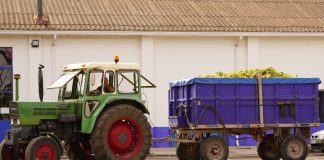 La producción de la Airén determinará la cantidad de uva de la campaña en la DO La Mancha remolque de Airén