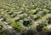 Inicia un proyecto de investigación de ámbito nacional sobre la digitalización del olivar olivar