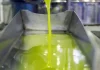 Ligero incremento en el precio del aceite y en las salidas registradas aceite de oliva