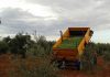 Los costes de producción de la aceituna de mesa se disparan hasta 1,23 €/Kg aceituna de mesa