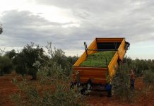 Los costes de producción de la aceituna de mesa se disparan hasta 1,23 €/Kg aceituna de mesa