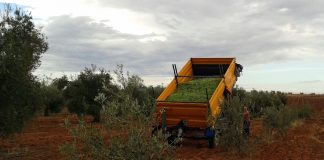 Los costes de producción de la aceituna de mesa se disparan hasta 1,23 €/Kg aceituna de mesa