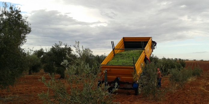 aceituna de mesa