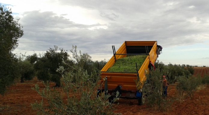 Los costes de producción de la aceituna de mesa se disparan hasta 1,23 €/Kg aceituna de mesa