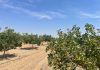 Opinión. La Mancha, laboratorio del crowdfunding agrícola en España desde 2018. Gonzalo Albero. Consejero delegado de Fellow Funders Fellow Funders